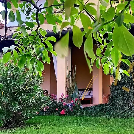 Agrifoglio