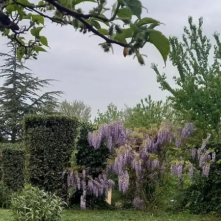 Agrifoglio * Pantalla
