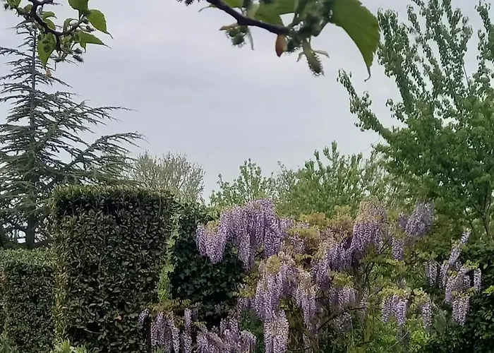 Agrifoglio * Pantalla